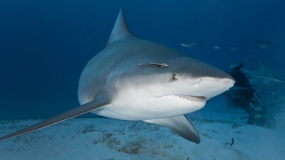 File photo of a bull shark