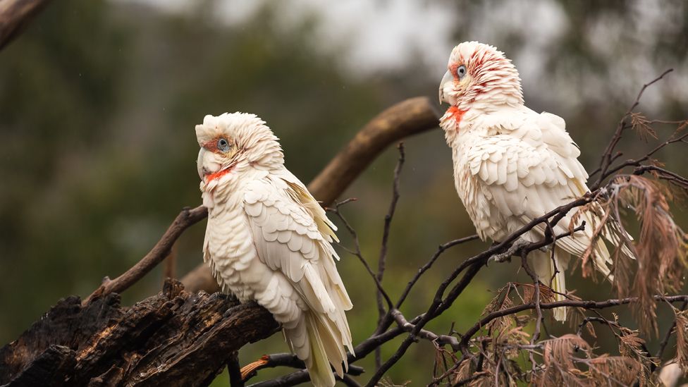 Two corellas sit on a brand in the wild