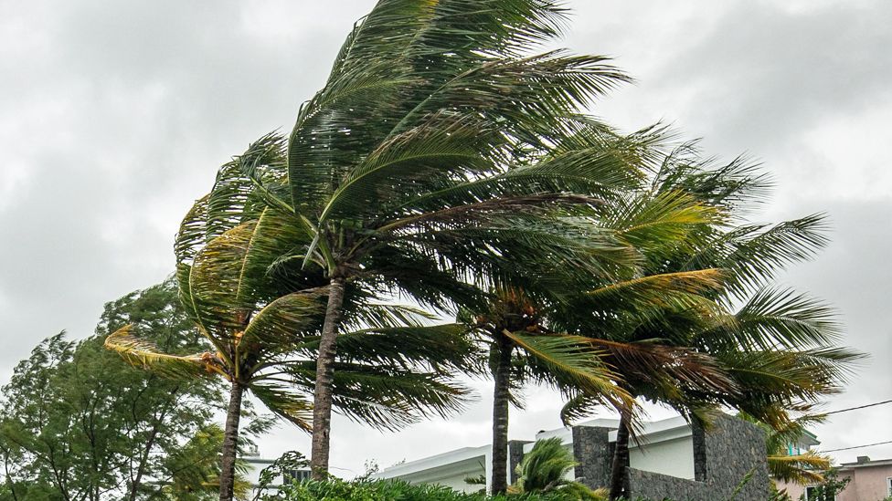 Trees in Mauritius being lashed by Cyclone Freddy