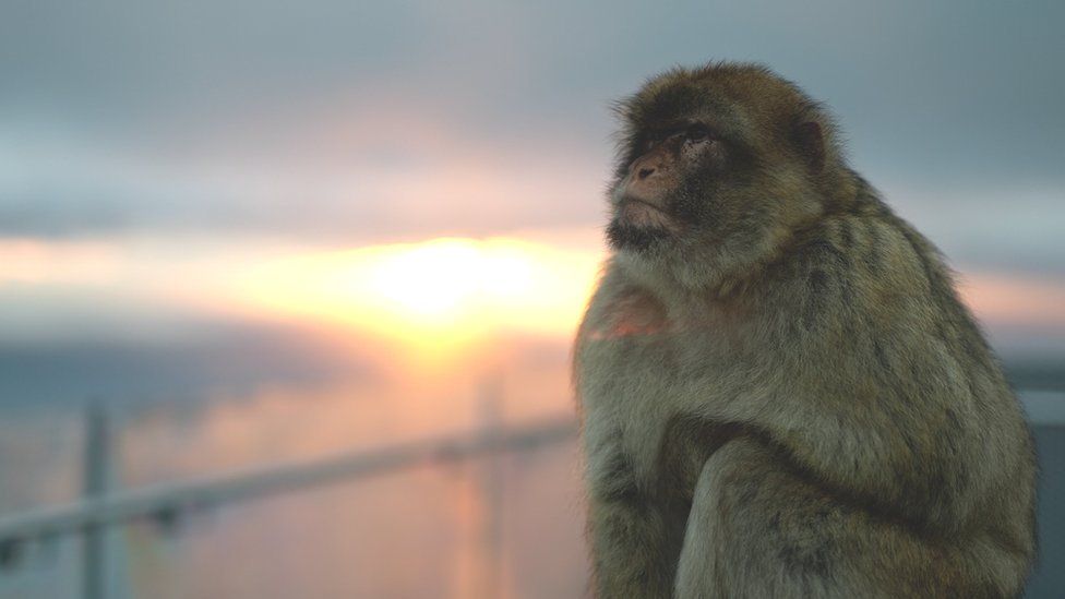 A macaque with a sunset in the background