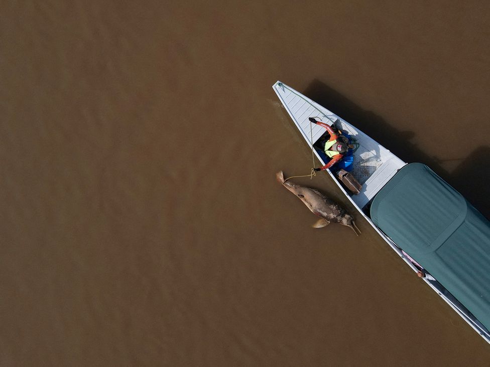 Мертвого дельфина видели на озере Тефе, впадающем в реку Солимоэнс, пострадавшем от высоких температур и засухи в Тефе, штат Амазонас, Бразилия, 1 октября 2023 года.