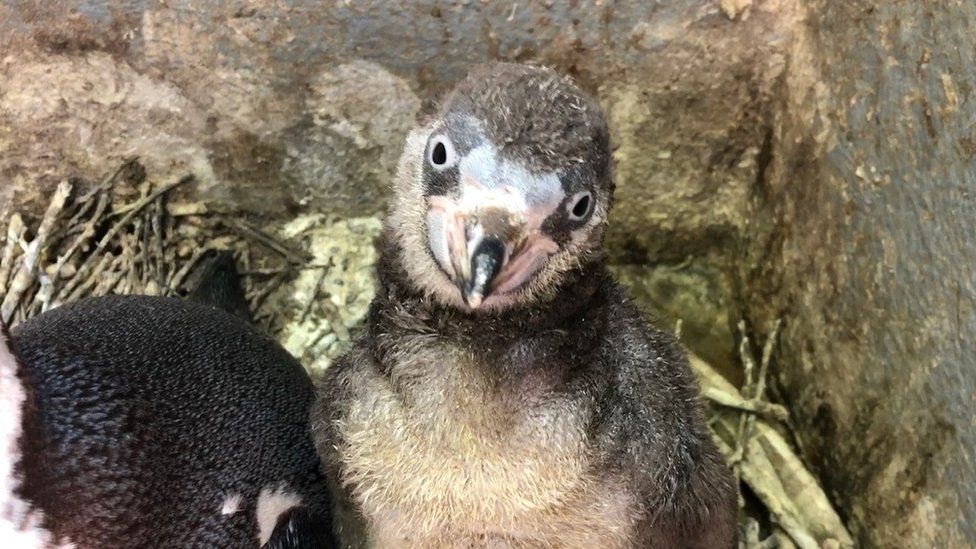 Penguin chick at Curraghs Wildlife Park in Isle of Man