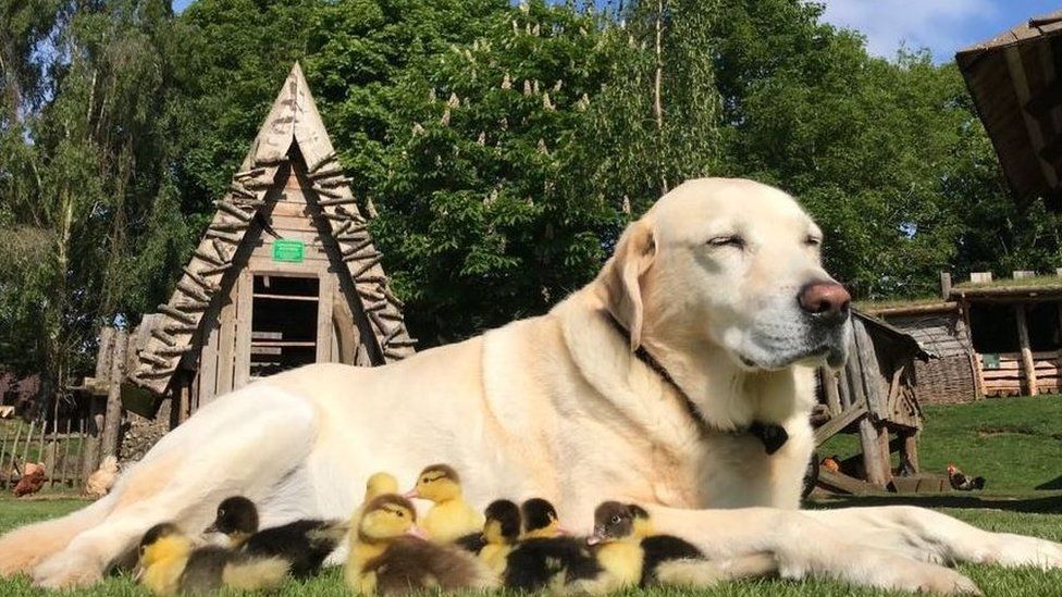 Fred the dog and ducklings