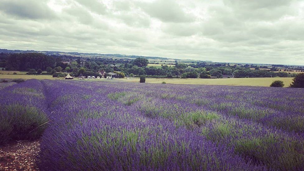 Hitchin Lavender