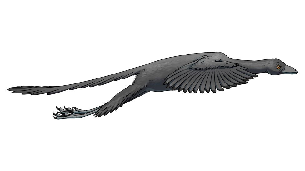 Artist's representation of Archaeopteryx in flight