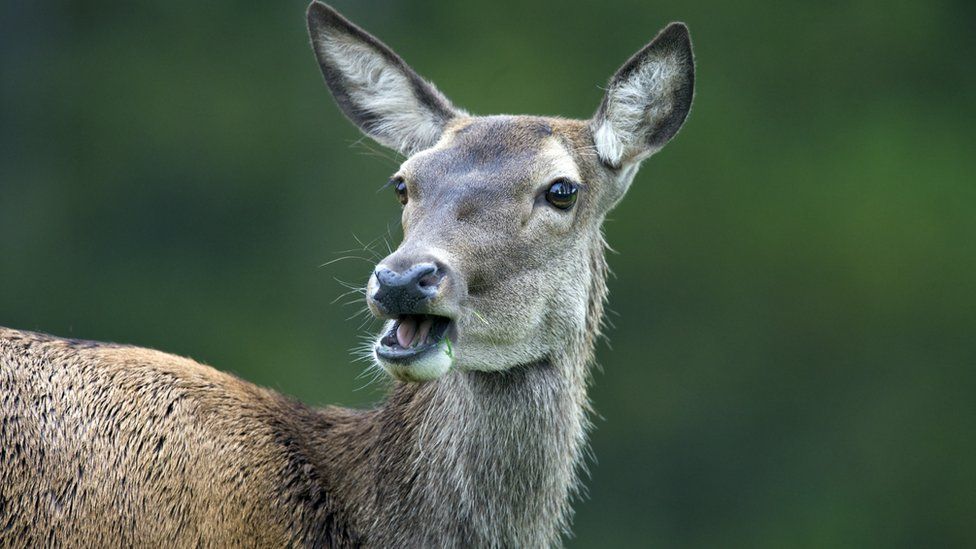 Female Bukhara Deer - Kazakhstan