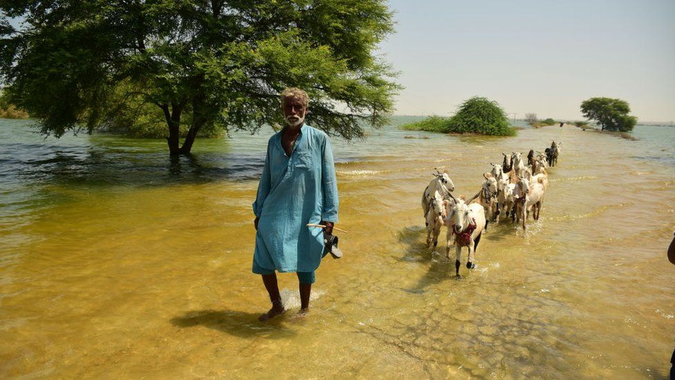 Victims of flooding from monsoon rains carry grasses for their cattle after their flooded home in Sehwan, Pakistan