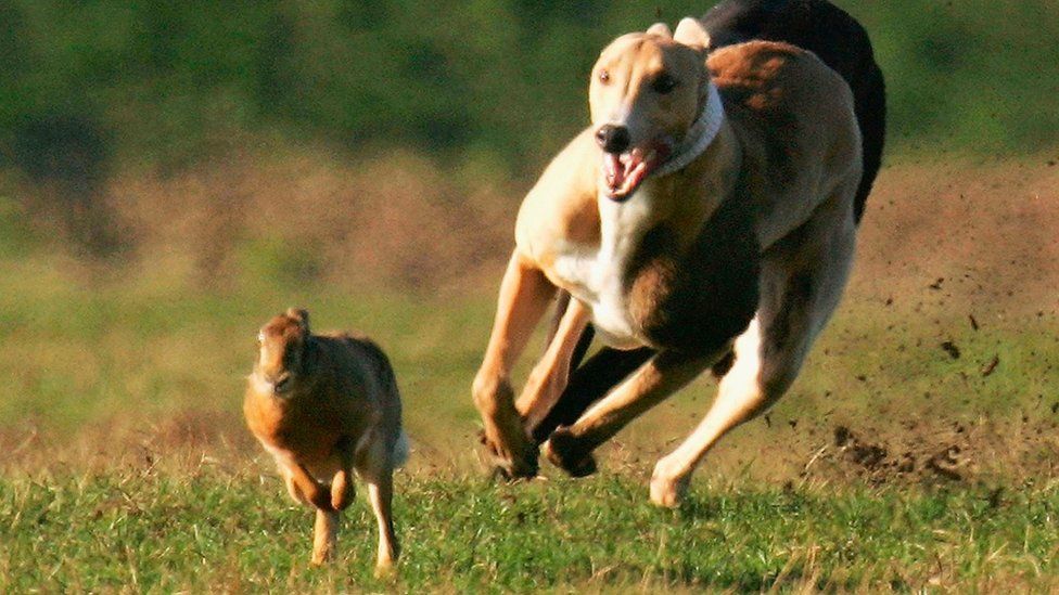 Greyhound chasing a hare