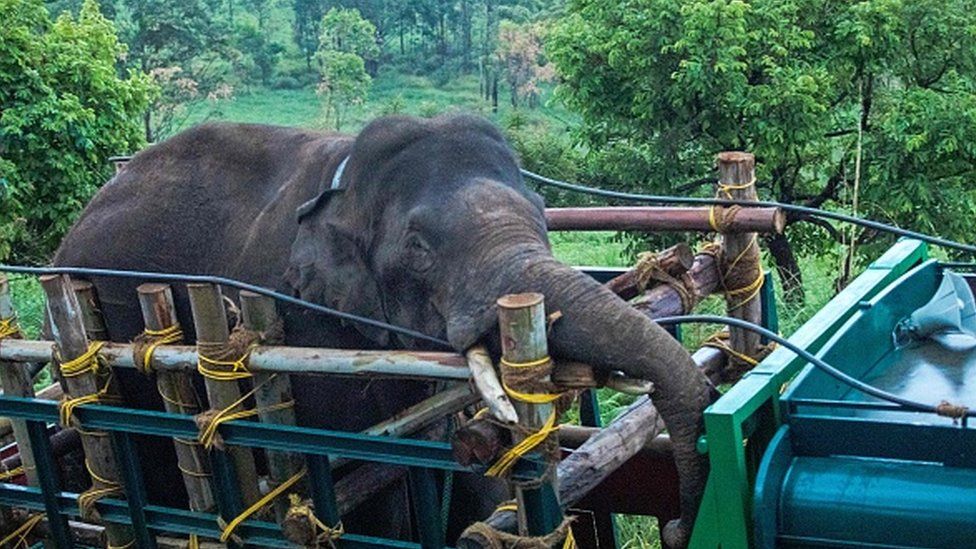 Arikomban: The painful story of India's rice-loving elephant - BBC News