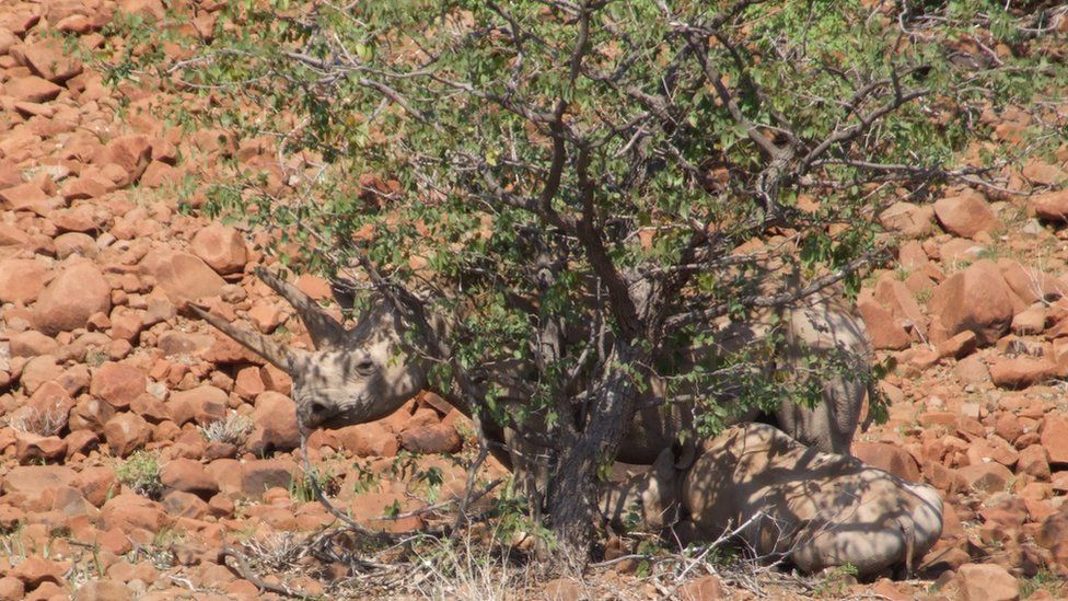 A female black rhino and her calf in Palmwag, Namibia