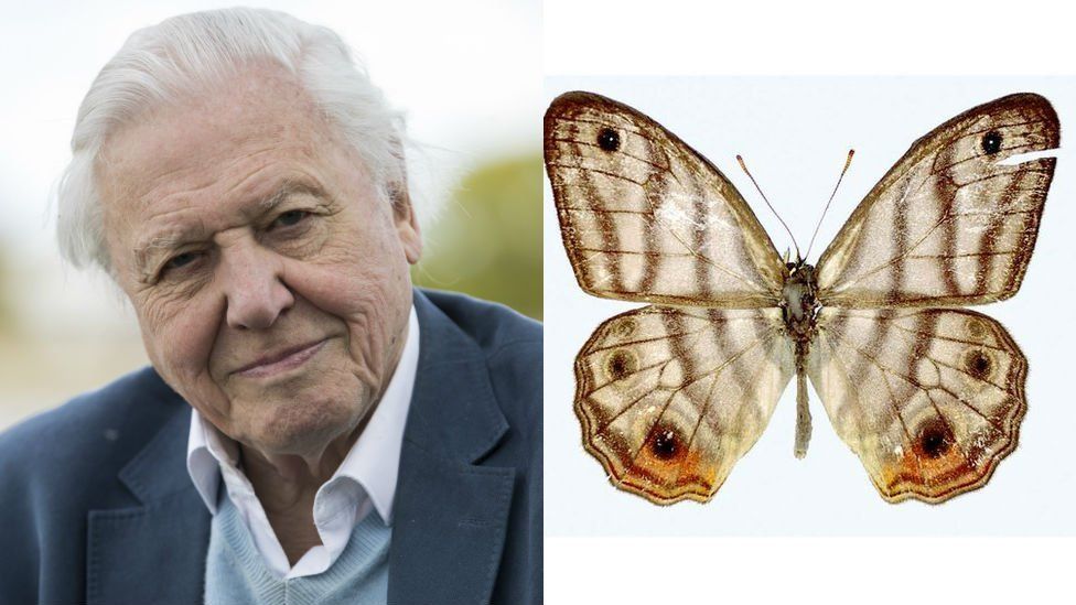 Attenborough and butterfly