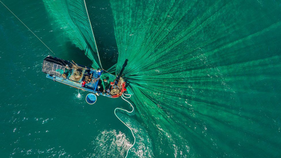 Bottom trawling: Is this type of fishing bad for the environment