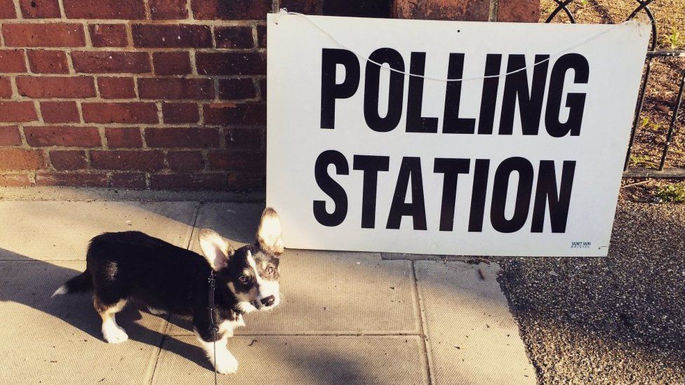 Frank, a dog, is waiting outside a polling station in north London