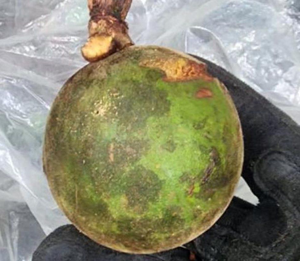 Wild fruit which appeared to have been partially eaten were found in the jungle on 30 May