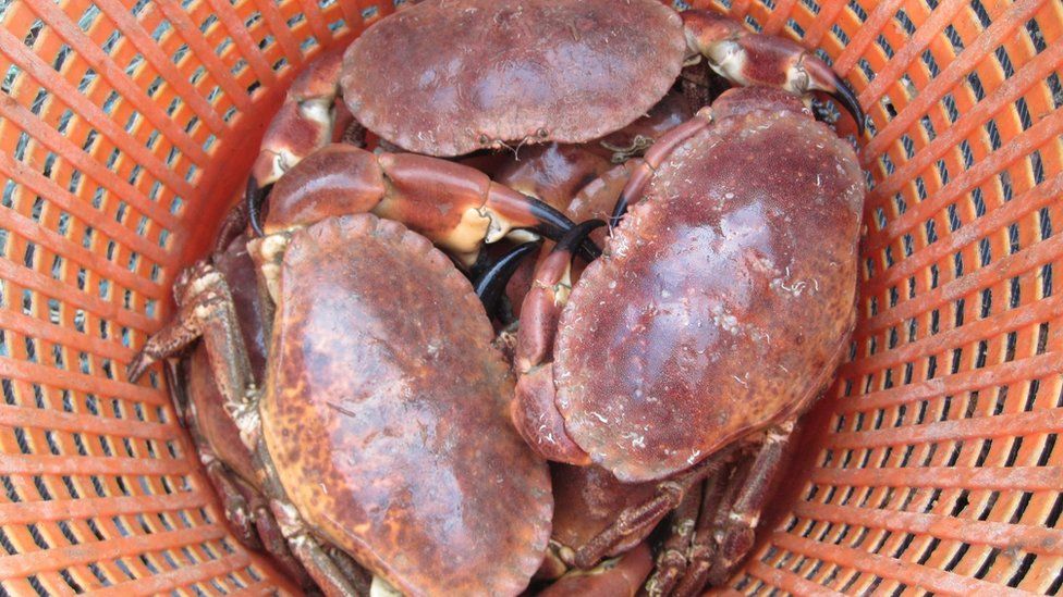 Plan to downgrade sustainability of Cornish brown crab BBC News