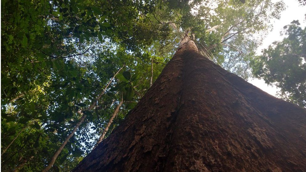 Swansea scientist helps protect Amazon's tallest trees - BBC News