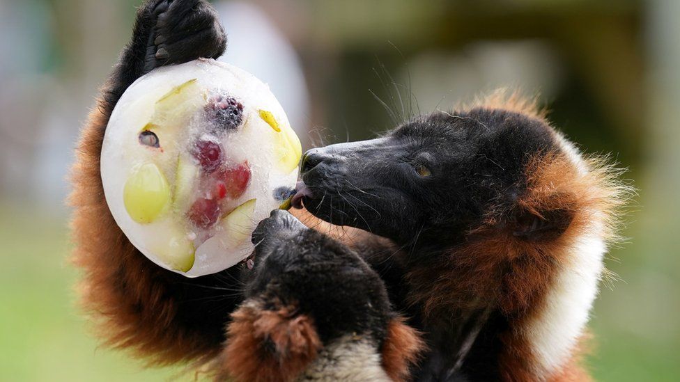 Lemur licking iced fruit at Blair Drummond Safari Park near Stirling