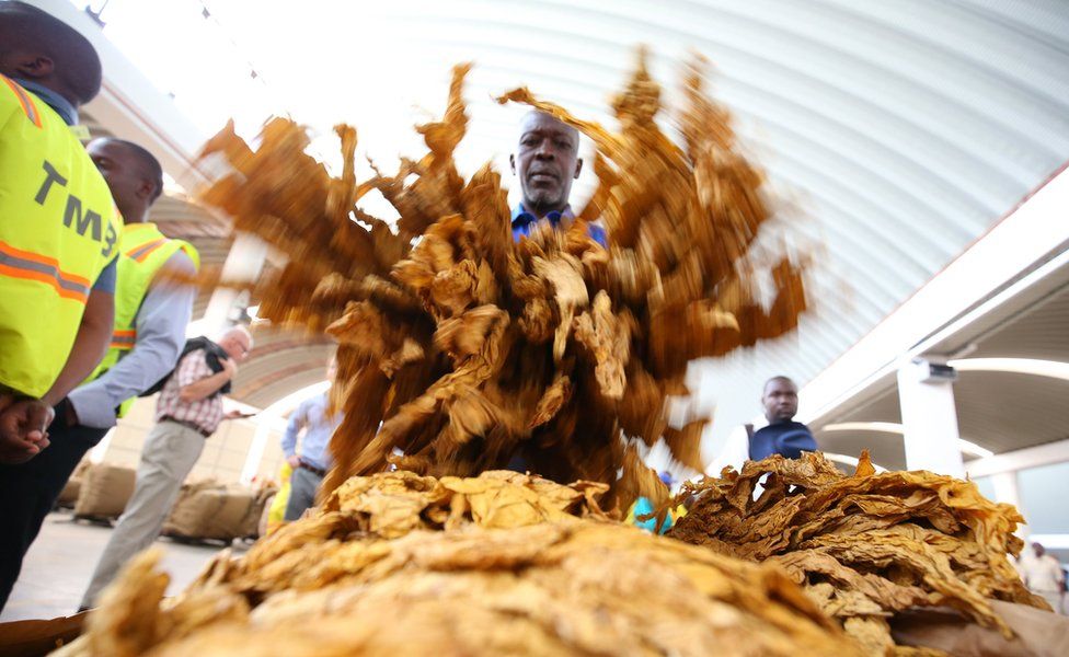 A worker checks on a tobacco crop at the official opening of the 2017 tobacco selling season at the Boka Auction Floors in Harare, Zimbabwe, 15 March 2017.
