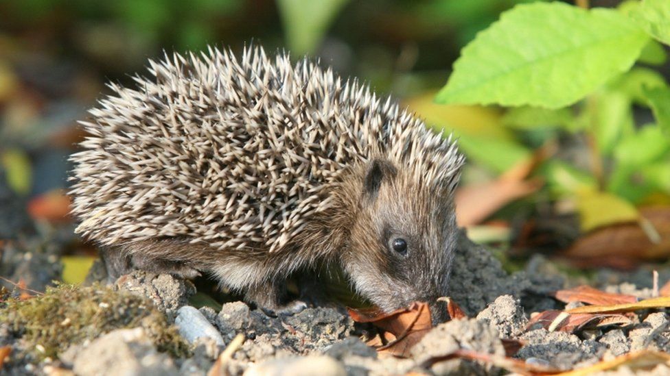 Hedgehog numbers 'down by half', warn wildlife groups - BBC News