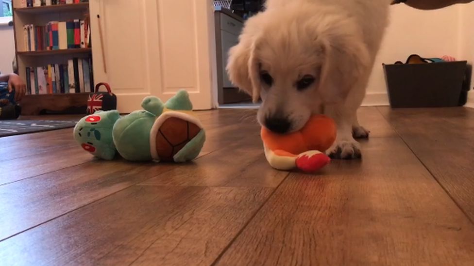 A puppy playing with toys