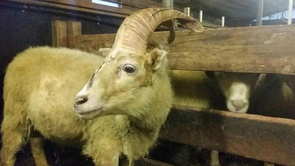 The one-horned sheep called Unicorn