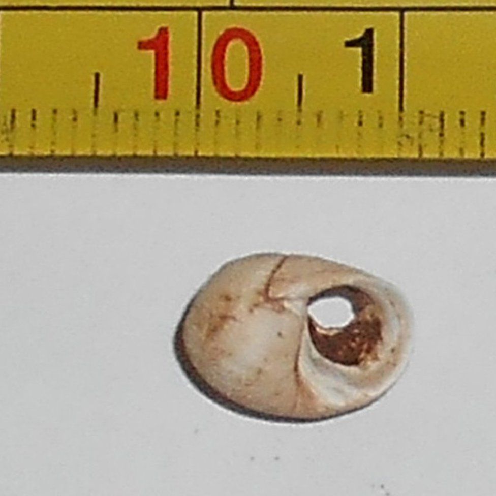 The shell bead discovered in the cave