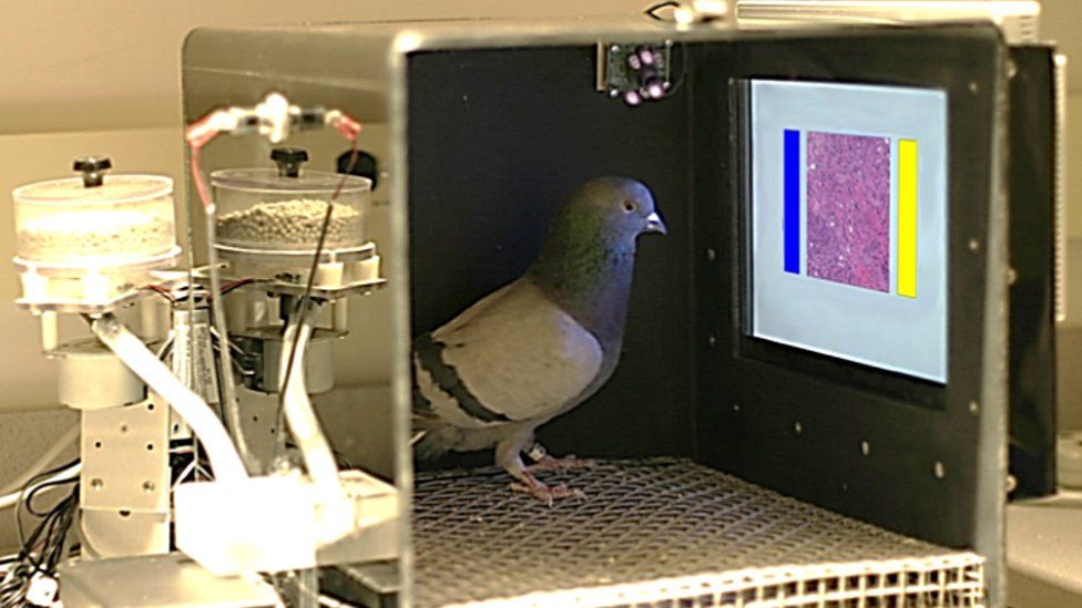 pigeon viewing a tissue sample on a screen