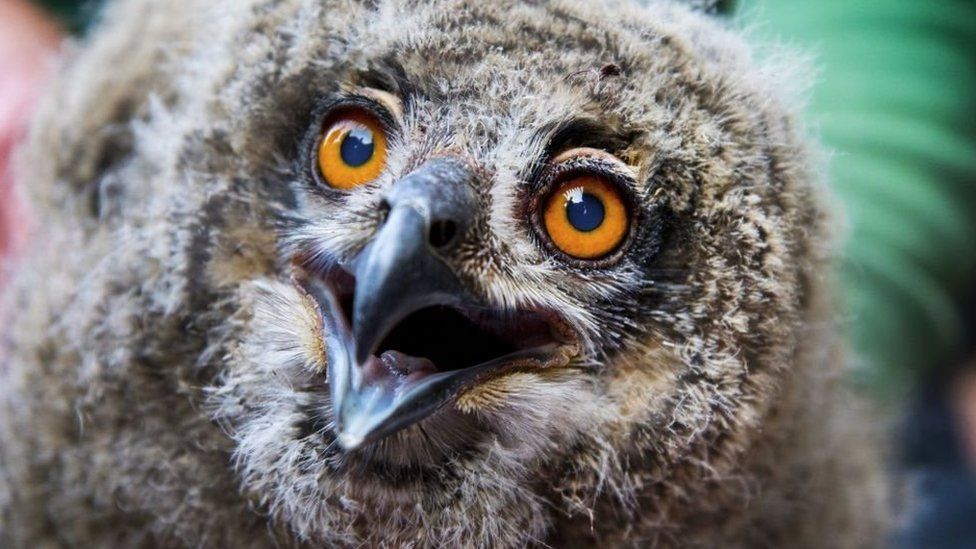 Warning given after bird flu confirmed in wild owl - BBC News