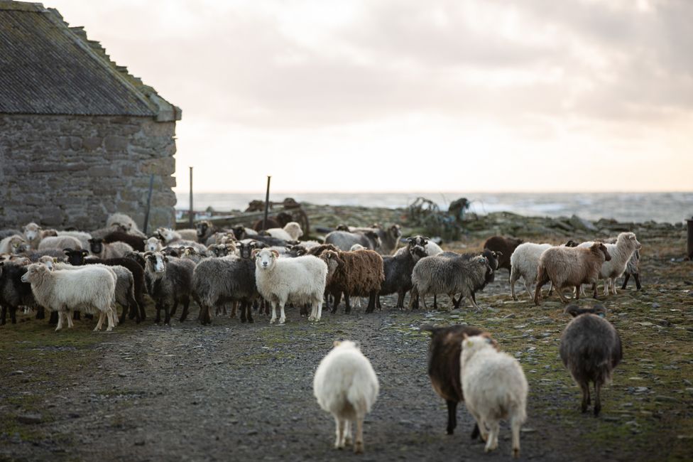 Sheep on North Ronaldsay foreshore