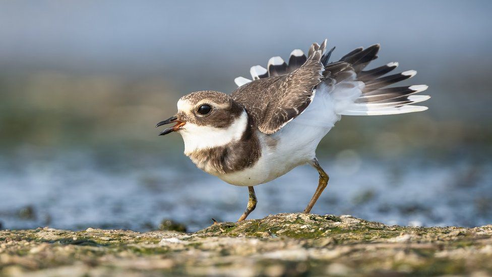 A ringed plover on a mudflat