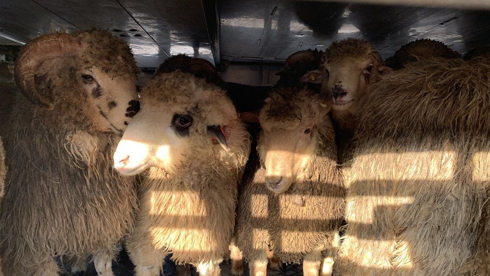 Some of the rescued sheep