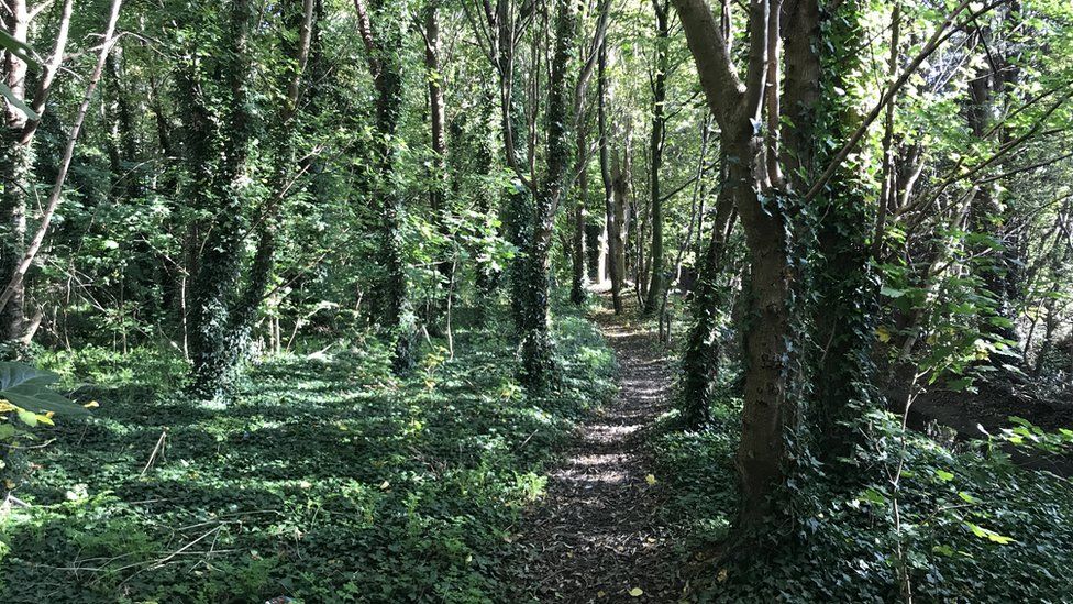 woodland off Willoughby Court where Rikki's body was found, as it looks today