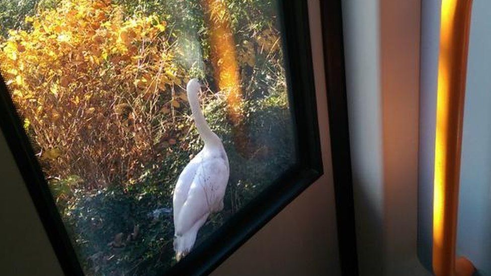 Picture of the "awkward" swan outside the train window