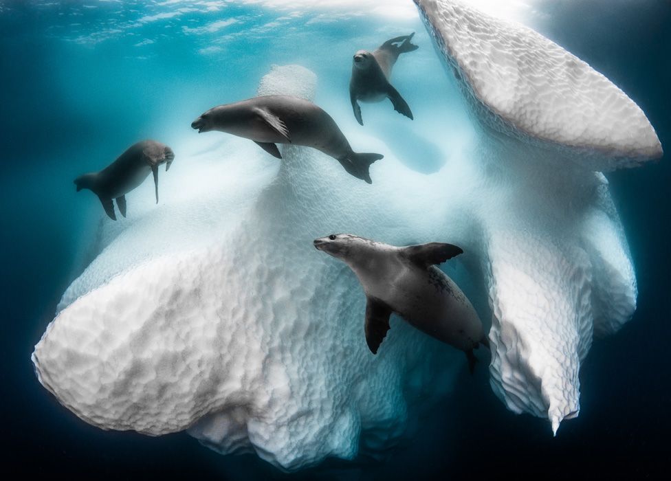 Un grupo de focas nadando alrededor de un iceberg en Antártida.