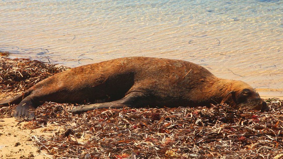 Seal lying on the coast of Western Australia.