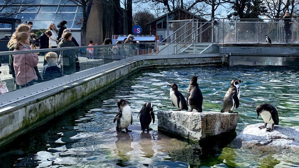 The crowds have begun to return to Copenhagen Zoo
