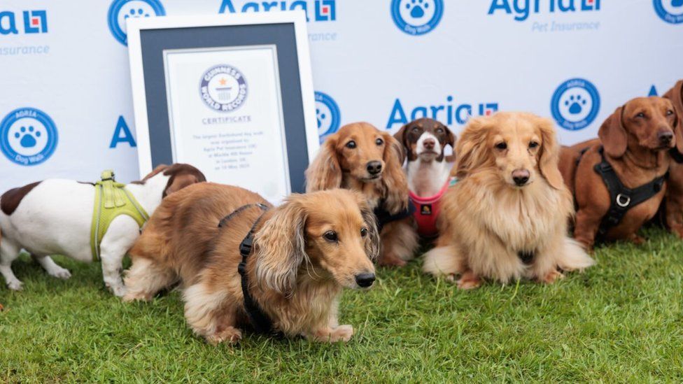 A line of dogs look up at cameras in front of the Guinness World Records certificate