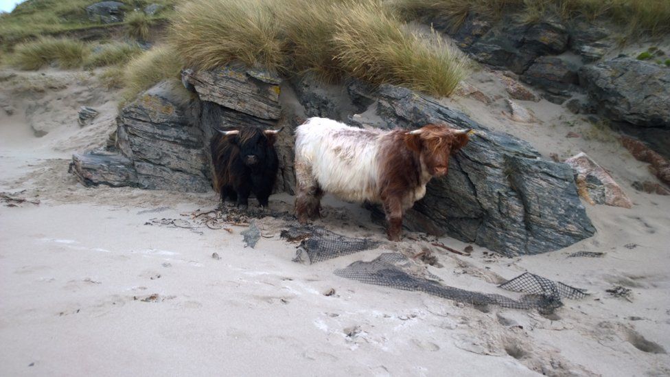 Highland cows on the beach