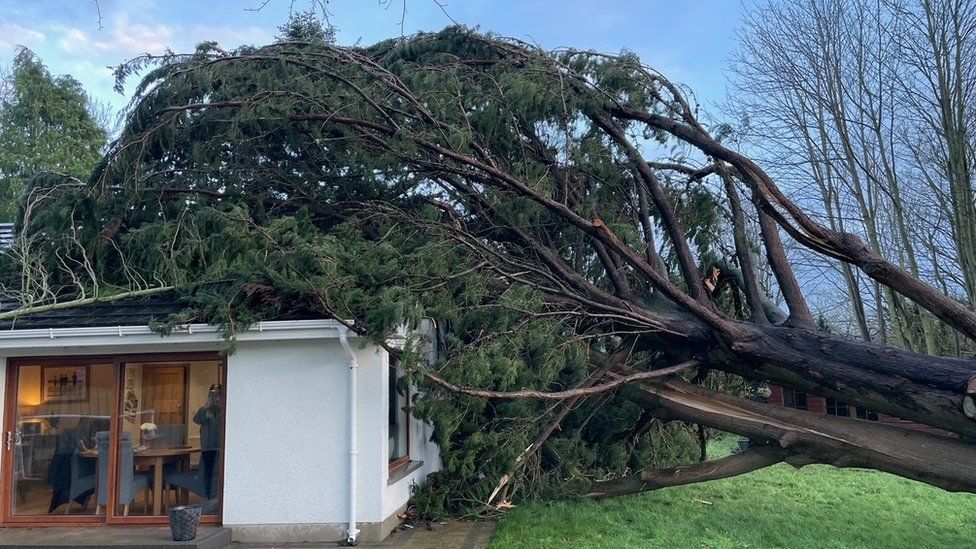 The tree fallen on Colin Brown's home