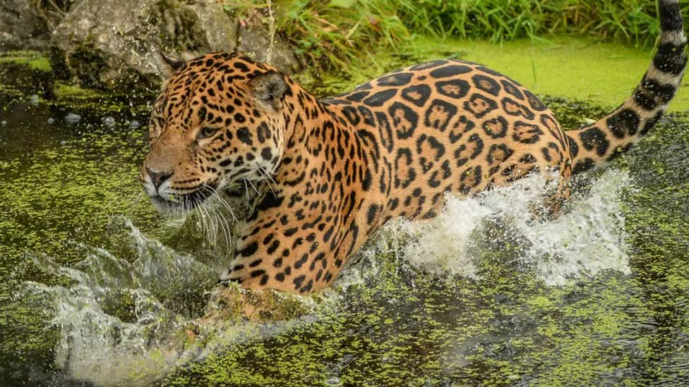 Jaguar splashing through water