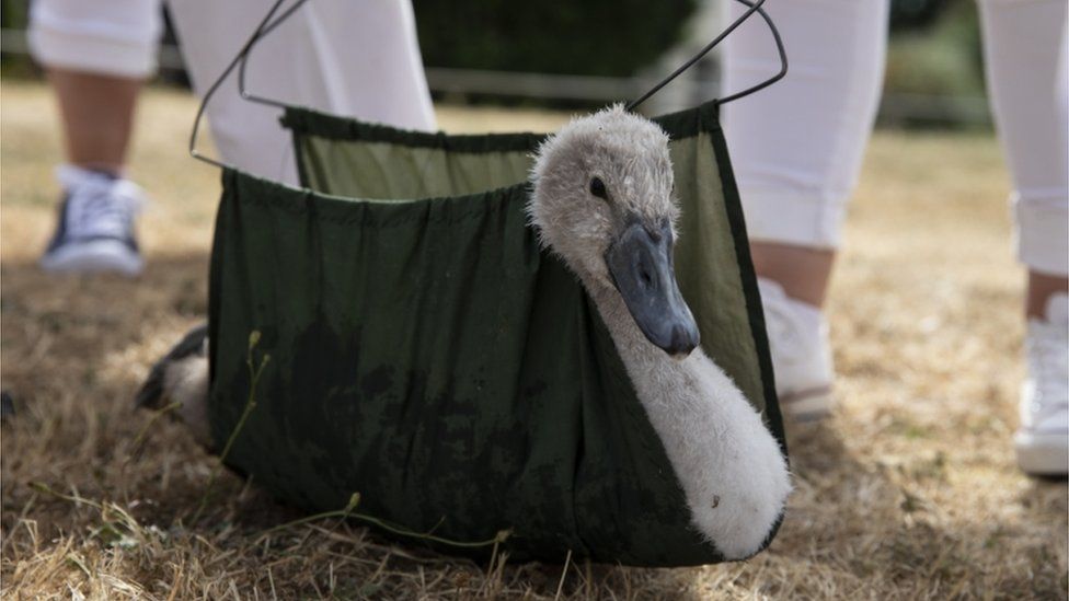 A cygnet is weighed during the annual Swan Upping census