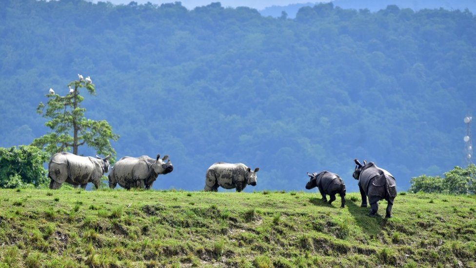 One-horned rhinos move to higher ground amid flooding at Kaziranga park