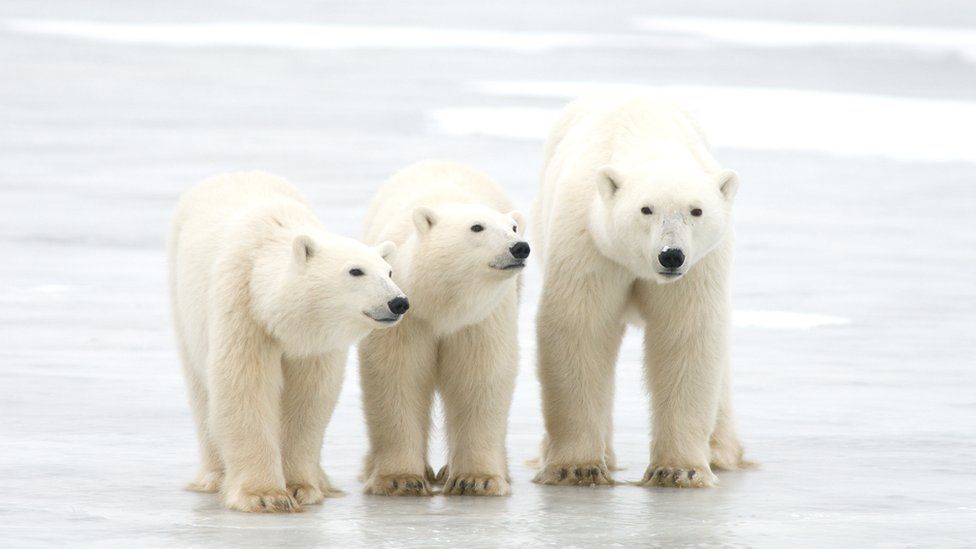 Polar bears rely on sea ice to catch their prey
