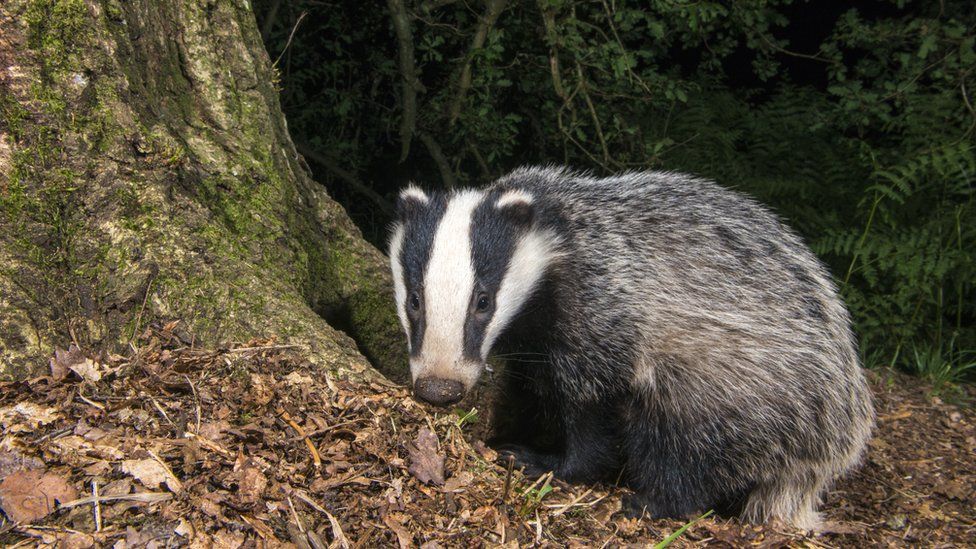 A badger sitting by a tree trunk