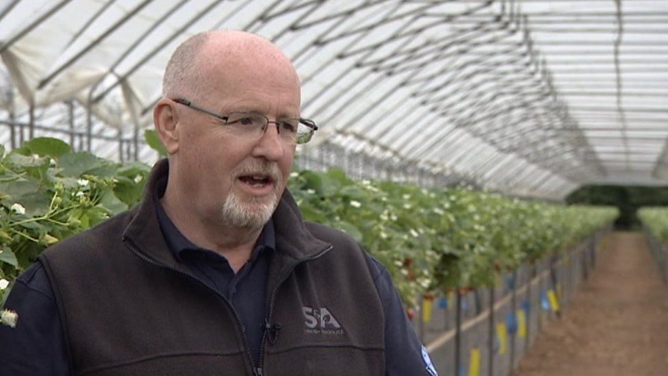 Herefordshire producer says bigger strawberries here to stay - BBC News