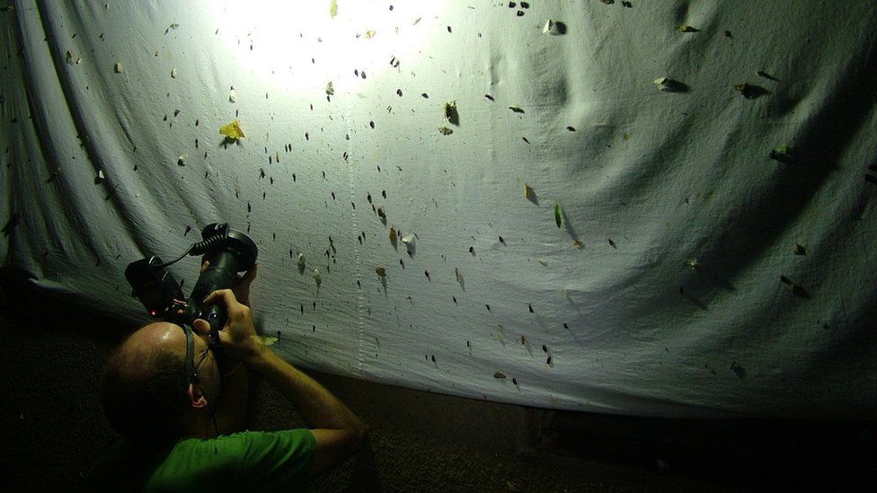 Dr Alvin Helden photographing insects