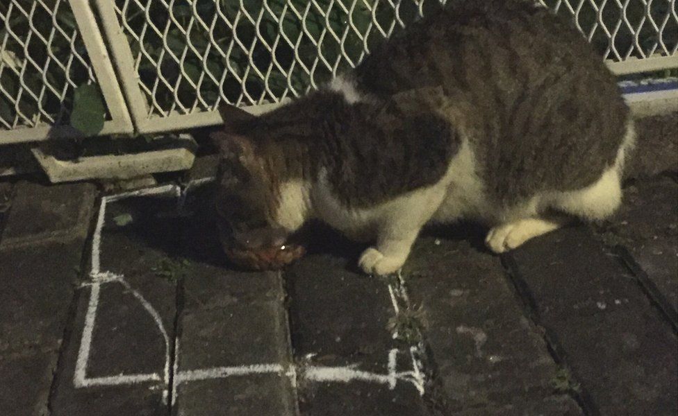 Cat eats from bowl in a chalk square on the pavement