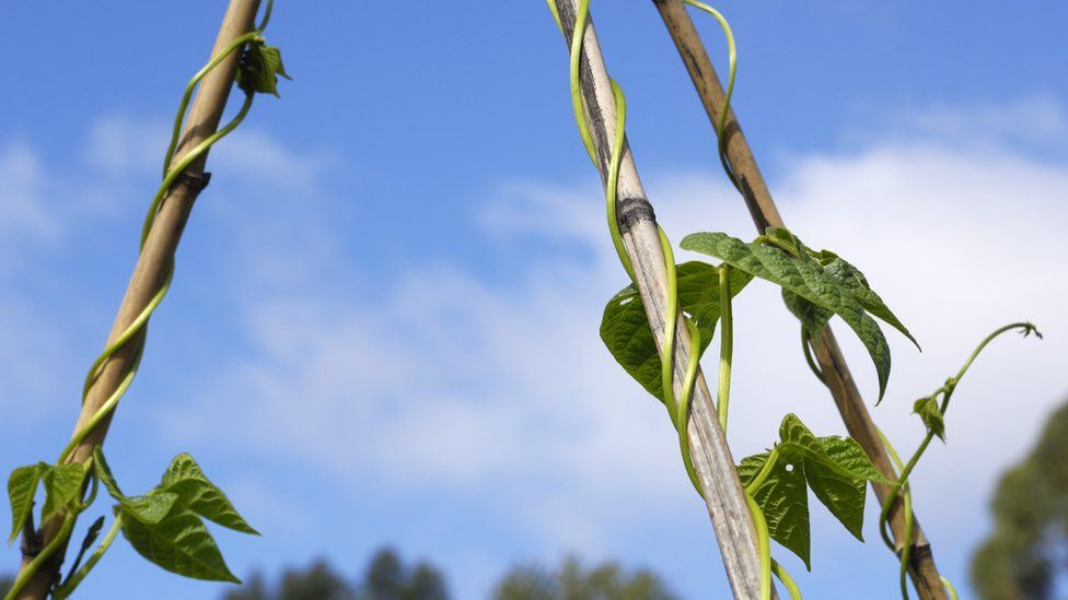 Green beans growing up support poles