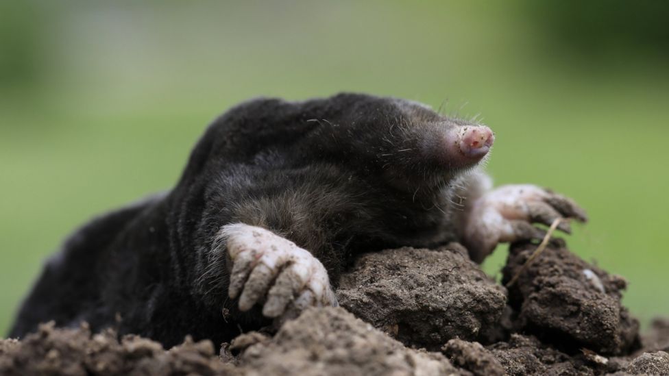 Two new types of mole unearthed in Turkey - BBC Newsround