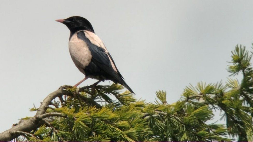 Rose-coloured Starling spotted in Ipswich